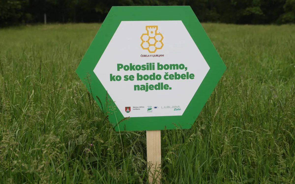 Opazili smo: MOL bo kosil, a šele, ko se bodo čebele najedle