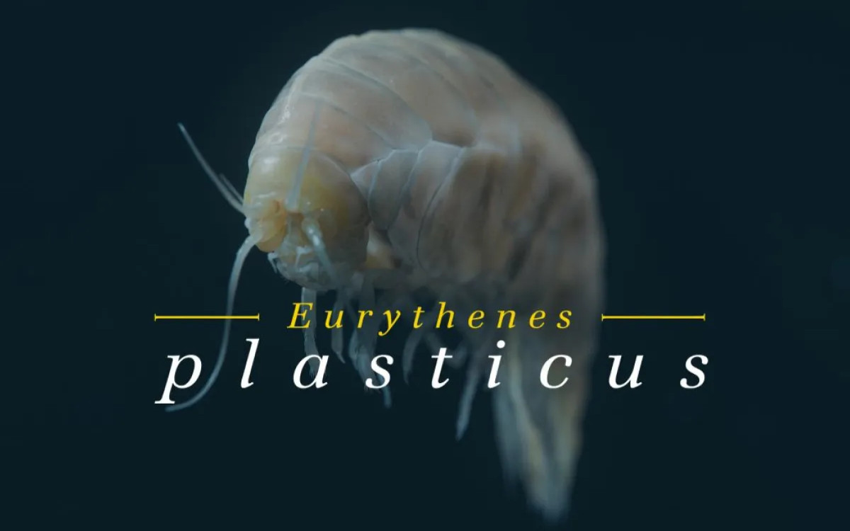 Novoodkrita živalska vrsta v središču oglaševalske akcije proti plastiki