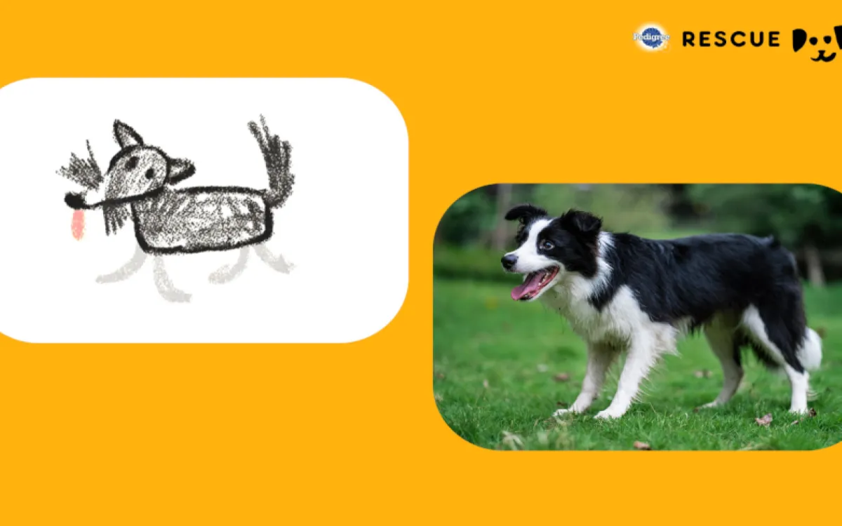 Pedigree inovativno v pomoč psičkom brez doma 