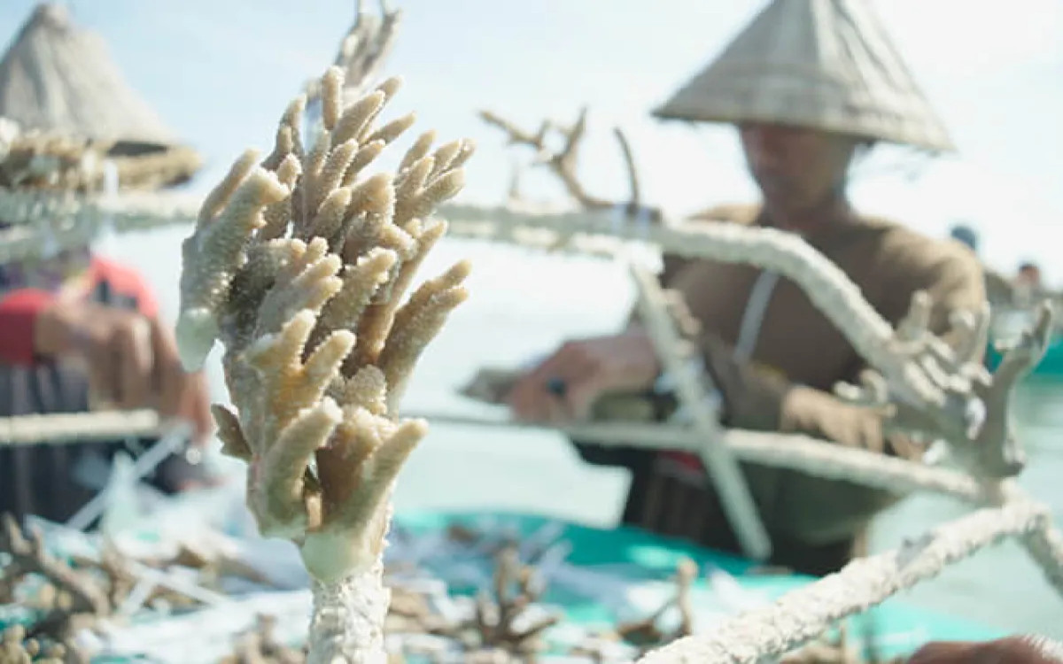 Cannes Lions: Druga velika nagrada za »Upanje za koralni greben«