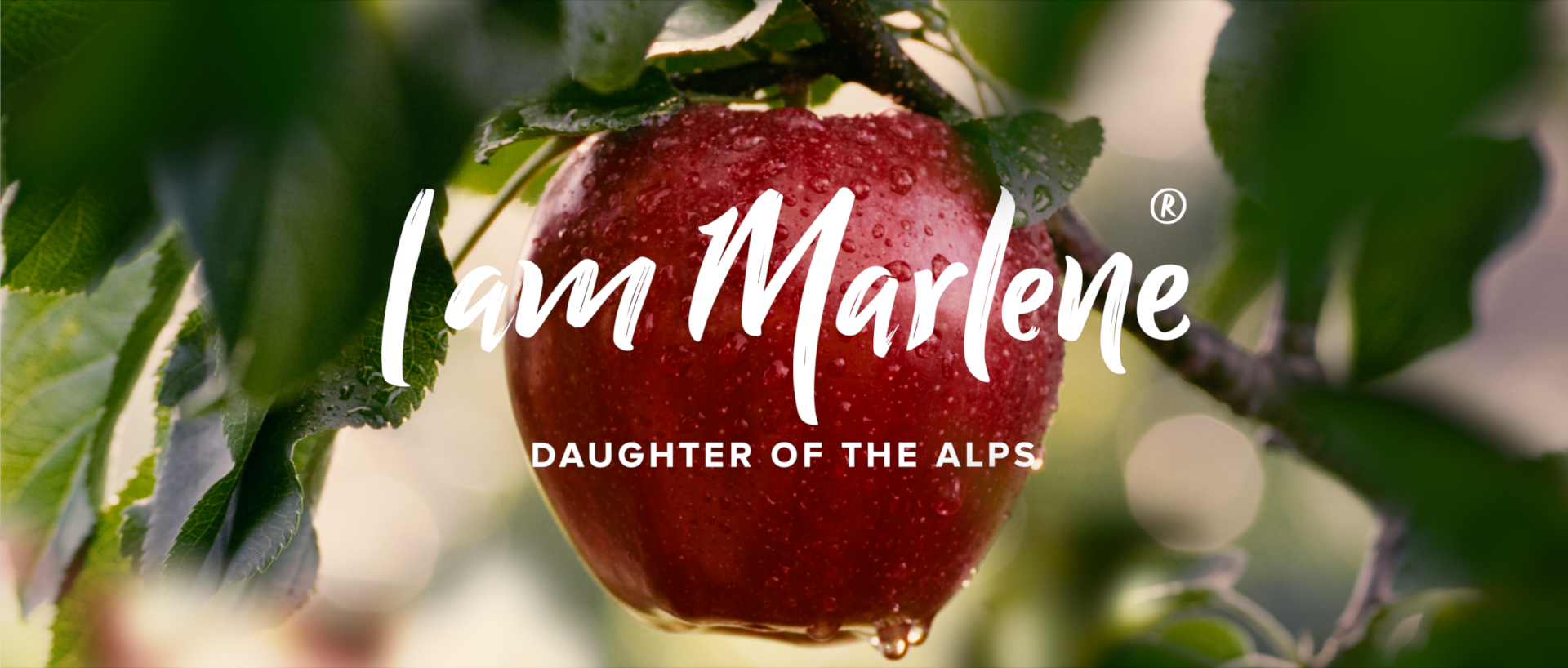 marlene