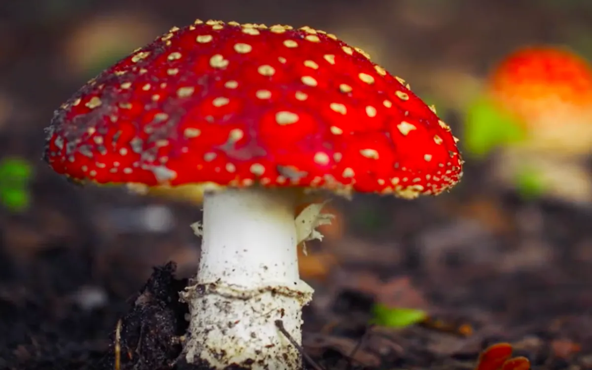 Prihodnost gradbenih materialov? Gobe.