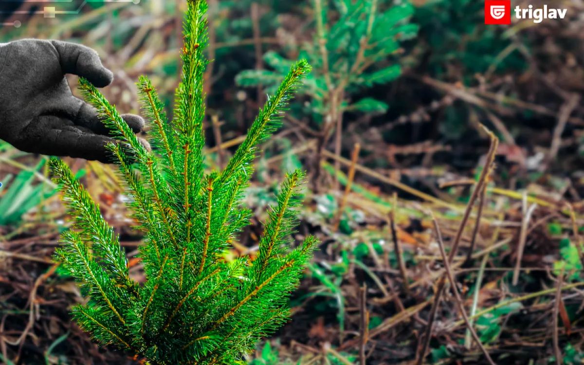 Skupina Triglav: Ob zlatih odličjih tudi velika nagrada