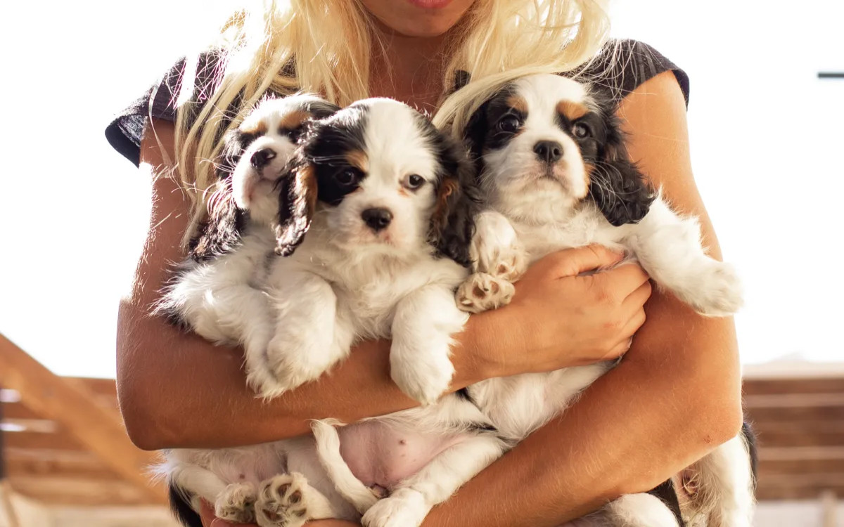 MM-ova mini anketa: Živali v oglasih nas pritegnejo, niso pa zagotovilo za nakup