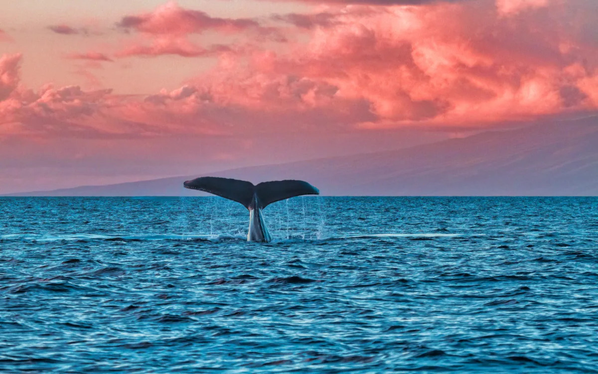 Zakaj pa v drugi ali tretji fazi LCA ne bi posegli po načrtih narave? 
