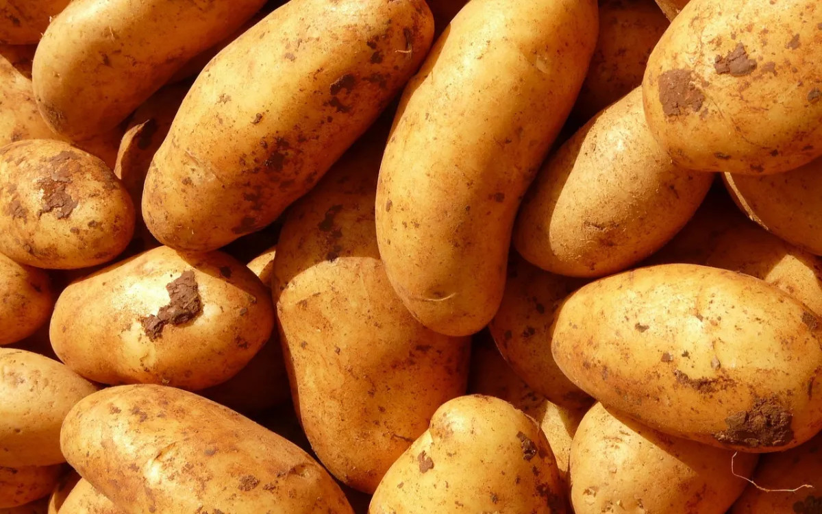 MM-ova mini anketa: V pričakovanju krompirjevih počitnic