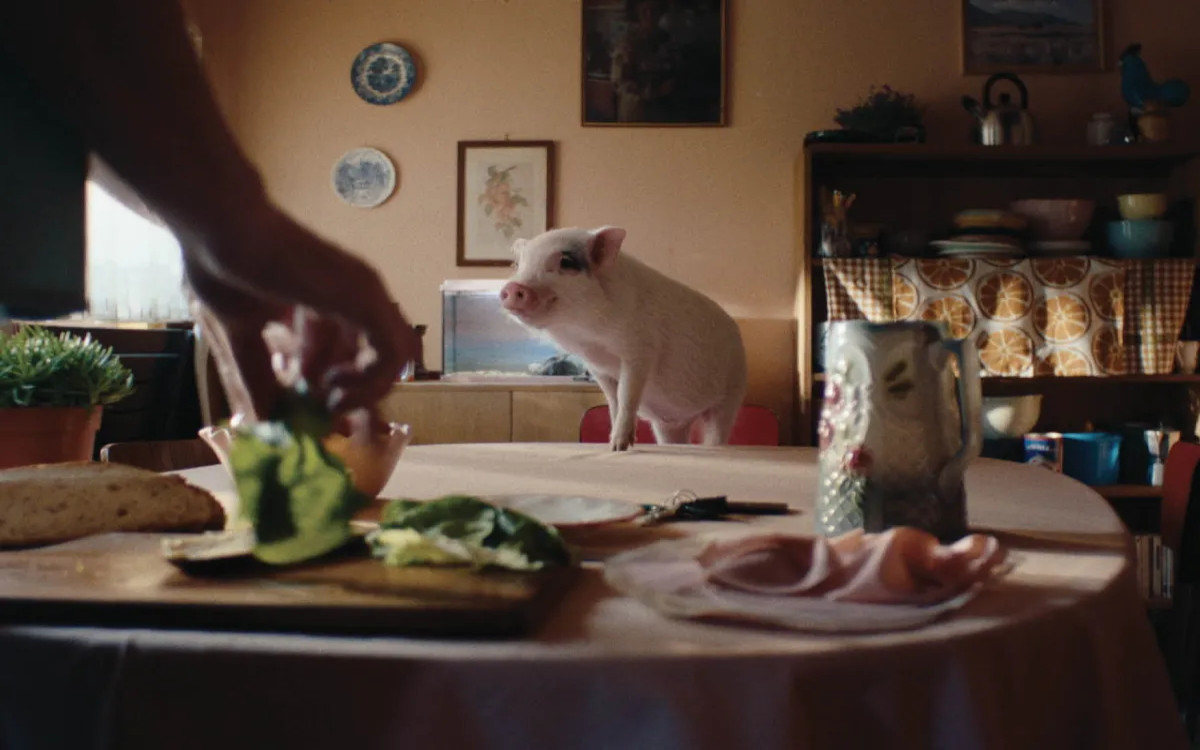 Soočenje med pujskom in ljubiteljem šunke