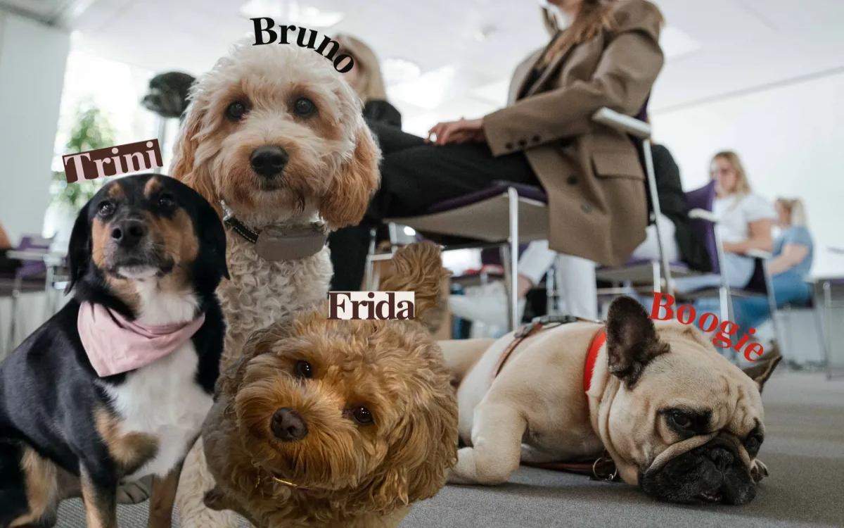 To so kosmati sodelavci v slovenskih agencijah in podjetjih