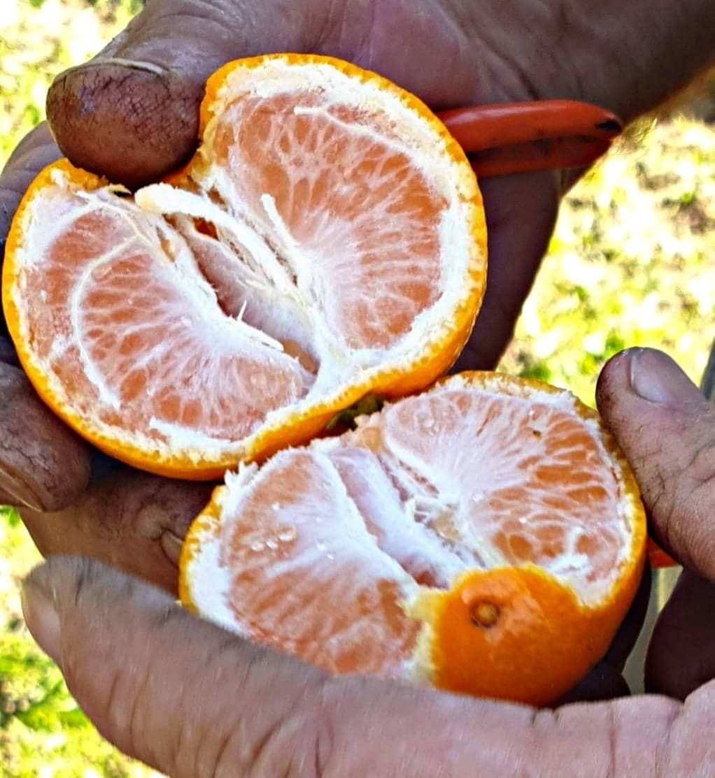 mali plac mandarine